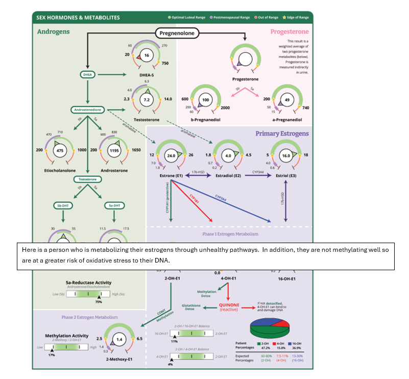 Dutch testing 2 - Illustrated diagram of sex hormones and estrogen metabolism, showing pathways from DHEA to testosterone and estrogens, with a callout noting that unhealthy estrogen metabolism raises risk of oxidative DNA damage.